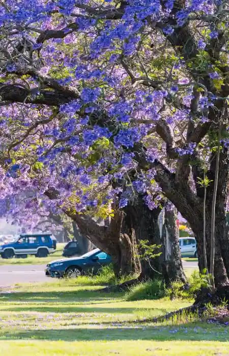 Jacaranda Tree, Northern Rivers NSW